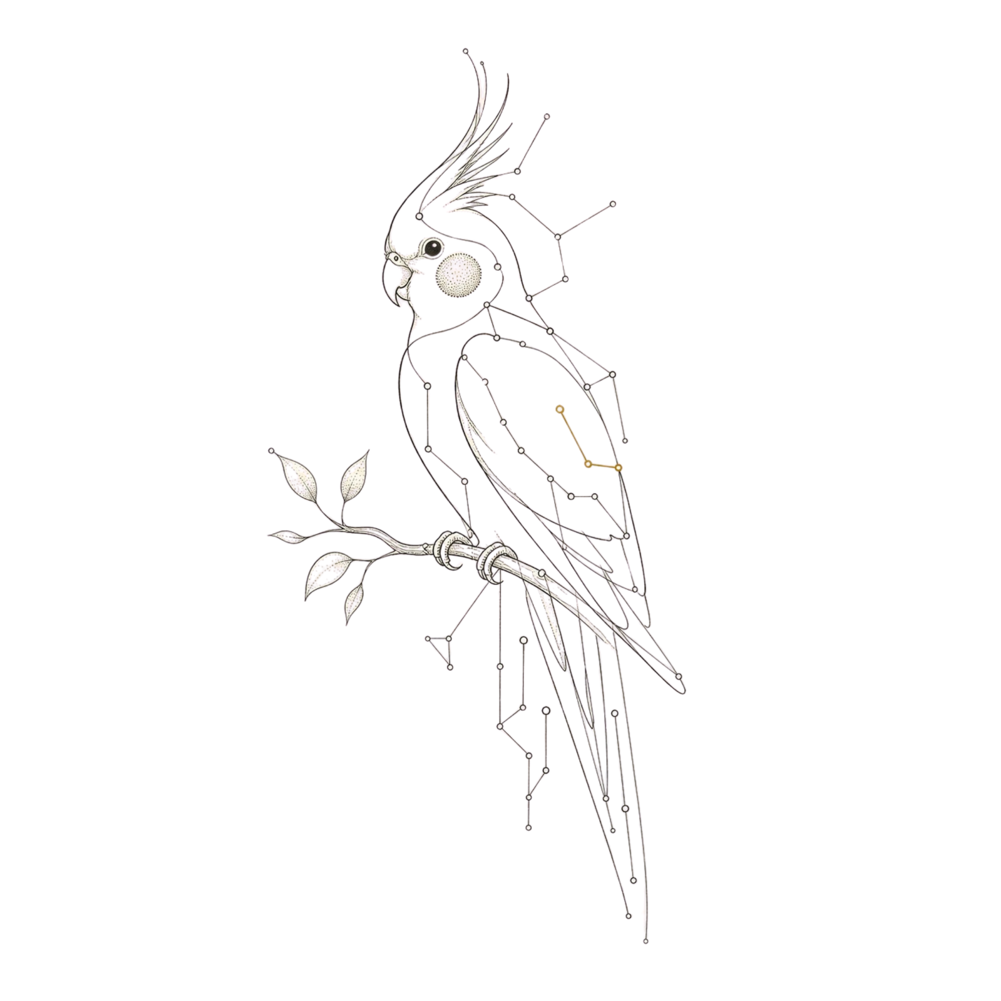 A field-guide ink drawing of a cockatiel on a branch, its outline flowing into fine constellation and circuit lines with a single gold thread: the natural and the computational drawn as one line.